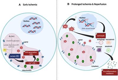 CD4+CD25+FOXP3+ regulatory T cells: a potential “armor” to shield “transplanted allografts” in the war against ischemia reperfusion injury